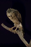 鳳頭蒼鷹藏品圖，第4張